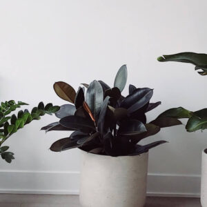 plants shop product gallery img 13
