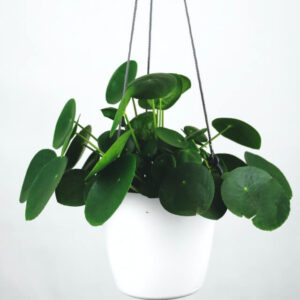 plants shop product gallery img 16
