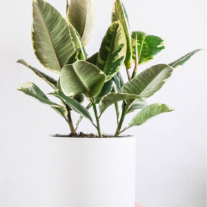 plants shop product gallery img 5