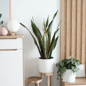 plants shop product gallery img 8